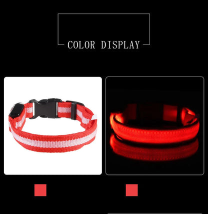 LED Night Safety Dog Leash & Collar | Glow in the Dark
